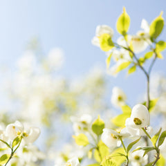 Collection image for: Spring