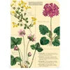 Cavallini&Co Herbarium mini notebooks