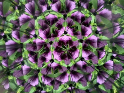 Huckleberry Kaleidoscope