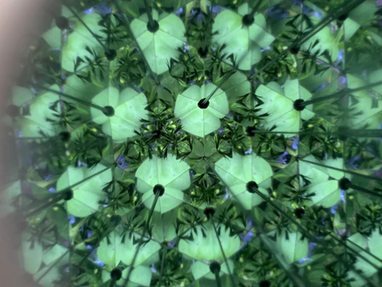 Huckleberry Kaleidoscope