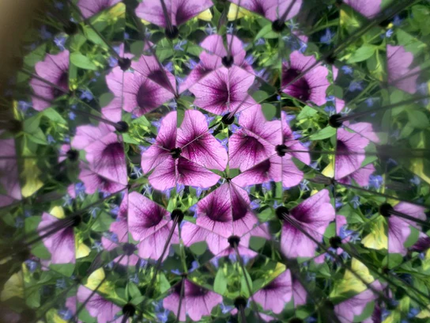 Huckleberry Kaleidoscope