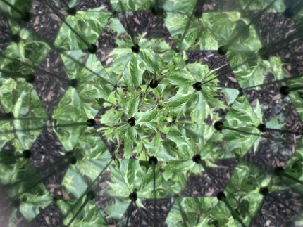Huckleberry Kaleidoscope