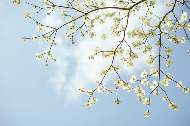 <h1>Bring sunshine into your home</h1>